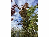 Rode zuilbeuk - sierboom - afbeelding 3 van  4