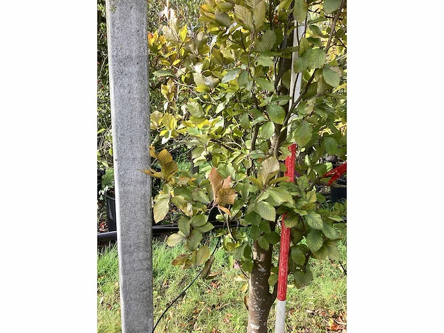 Rode zuilbeuk - sierboom - afbeelding 4 van  4