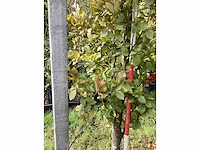 Rode zuilbeuk - sierboom - afbeelding 4 van  4