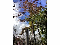 Rode zuilbeuk - sierboom - afbeelding 2 van  4