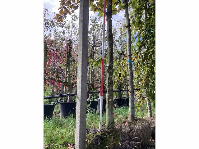 Rode zuilbeuk - sierboom - afbeelding 3 van  4