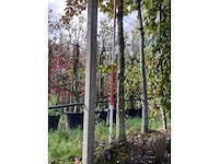 Rode zuilbeuk - sierboom - afbeelding 3 van  4