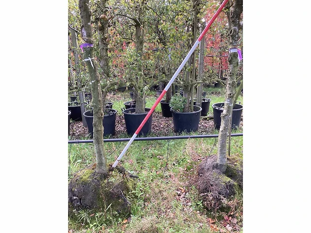 Rode zuilbeuk - vormboom (2x) - afbeelding 3 van  4