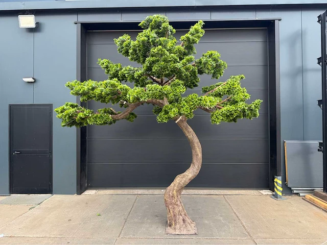 Royal pachira bonsai kunstboom - afbeelding 1 van  4