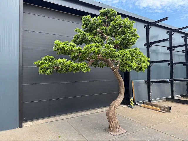 Royal pachira bonsai kunstboom - afbeelding 2 van  4