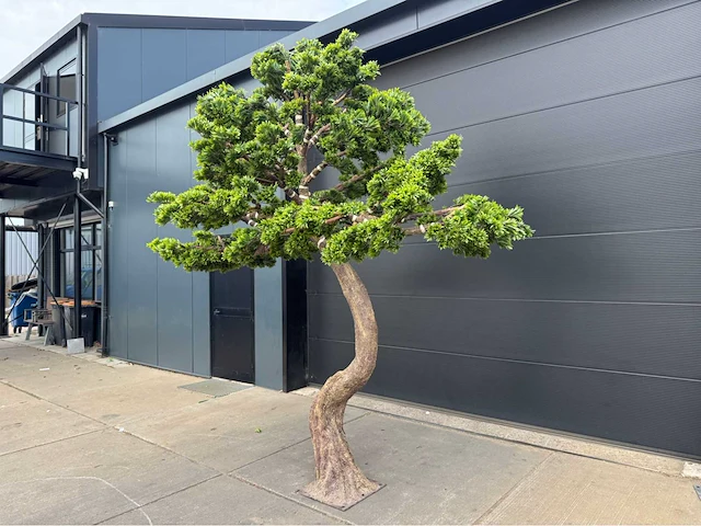 Royal pachira bonsai kunstboom - afbeelding 3 van  4
