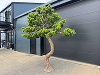 Royal pachira bonsai kunstboom - afbeelding 3 van  4