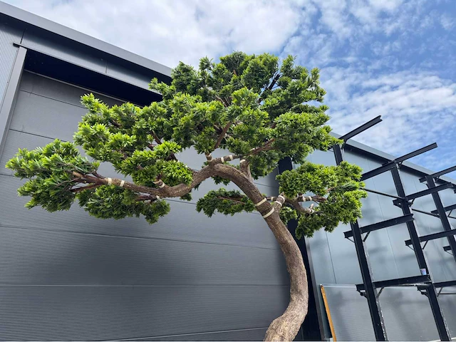 Royal pachira bonsai kunstboom - afbeelding 4 van  4