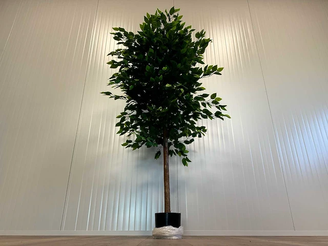 Royal pachira ficus kunstboom - afbeelding 3 van  17