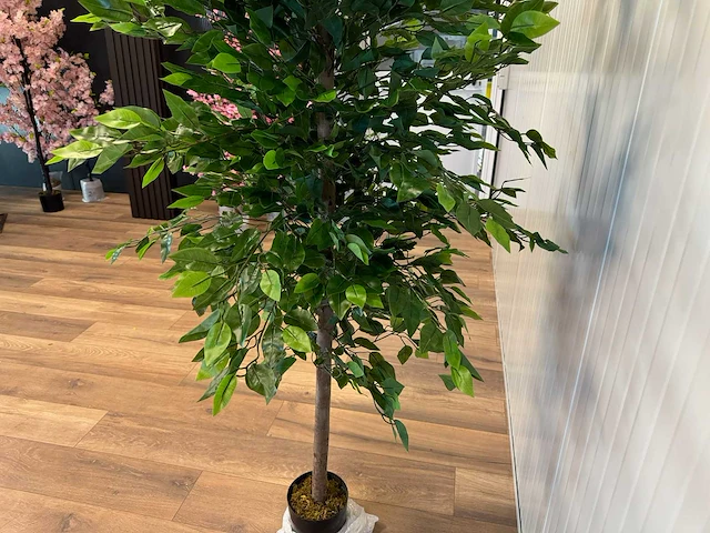 Royal pachira ficus kunstboom - afbeelding 5 van  17
