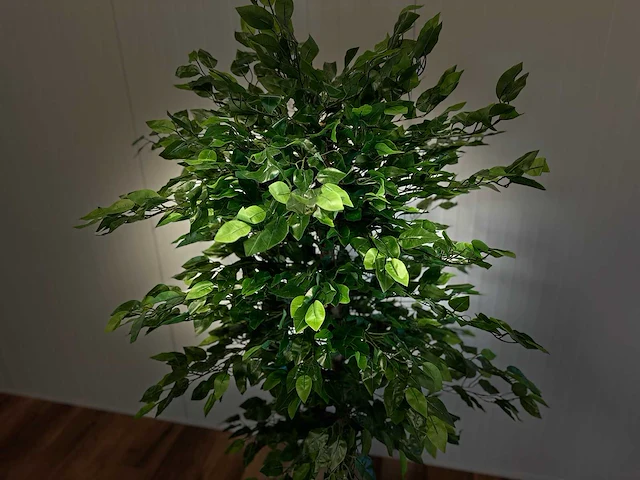 Royal pachira ficus kunstboom - afbeelding 6 van  17