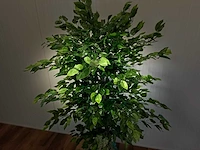 Royal pachira ficus kunstboom - afbeelding 6 van  17
