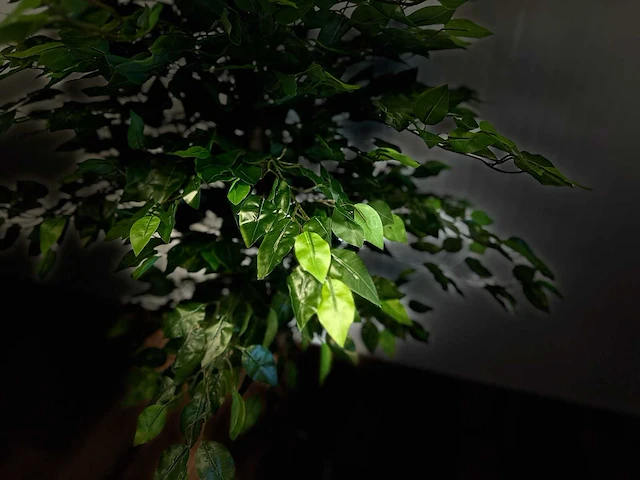 Royal pachira ficus kunstboom - afbeelding 7 van  17