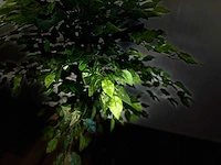 Royal pachira ficus kunstboom - afbeelding 7 van  17
