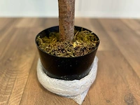 Royal pachira ficus kunstboom - afbeelding 8 van  17