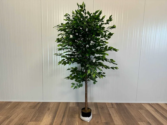Royal pachira ficus kunstboom - afbeelding 1 van  17