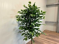Royal pachira ficus kunstboom - afbeelding 11 van  17