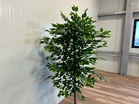 Royal pachira ficus kunstboom - afbeelding 13 van  17