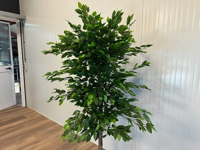 Royal pachira ficus kunstboom - afbeelding 14 van  17