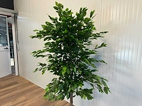 Royal pachira ficus kunstboom - afbeelding 14 van  17