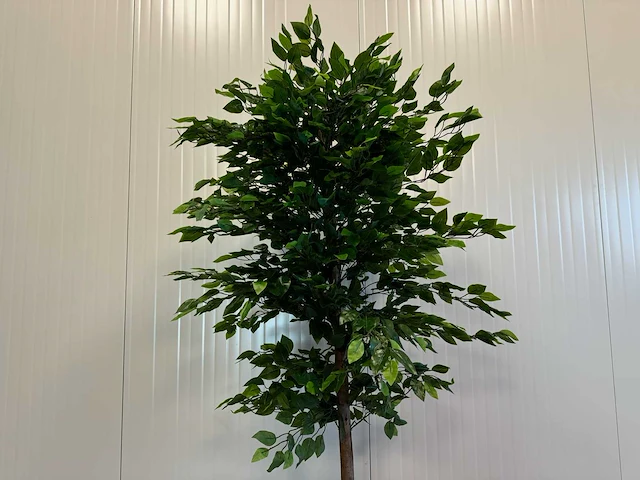 Royal pachira ficus kunstboom - afbeelding 15 van  17