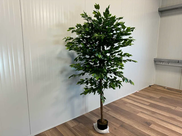 Royal pachira ficus kunstboom - afbeelding 16 van  17
