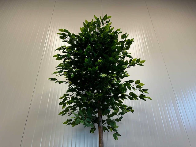Royal pachira ficus kunstboom - afbeelding 17 van  17