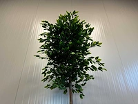 Royal pachira ficus kunstboom - afbeelding 17 van  17