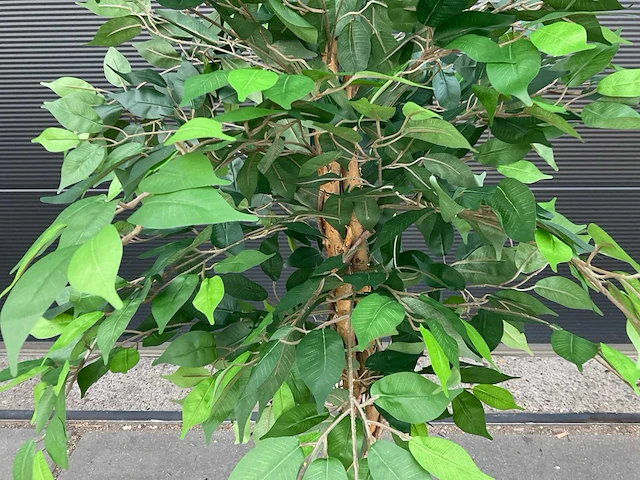 Royal pachira ficus kunstboom - afbeelding 6 van  8
