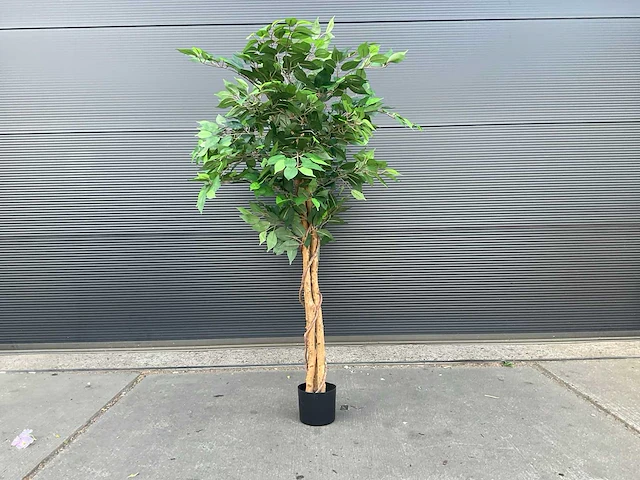 Royal pachira ficus kunstboom - afbeelding 2 van  8