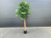 Royal pachira ficus kunstboom - afbeelding 2 van  8