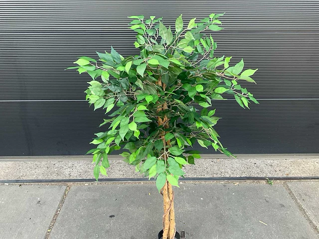 Royal pachira ficus kunstboom - afbeelding 4 van  8