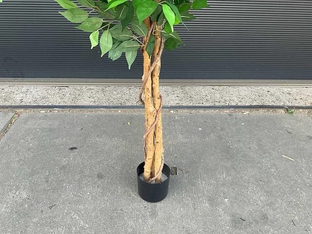 Royal pachira ficus kunstboom - afbeelding 5 van  8