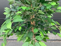 Royal pachira ficus kunstboom - afbeelding 6 van  8