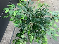 Royal pachira ficus kunstboom - afbeelding 7 van  8