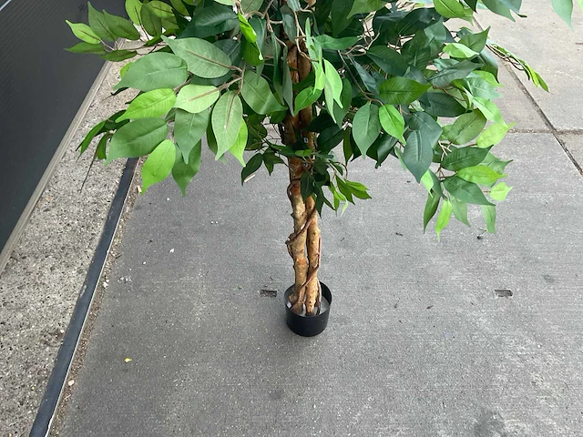 Royal pachira ficus kunstboom - afbeelding 8 van  8