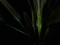 Royal pachira kunstboom - afbeelding 5 van  16
