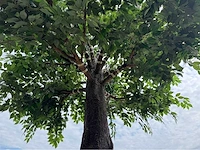 Royal pachira kunstboom - afbeelding 14 van  16