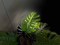 Royal pachira monsteria deliciosa kunstboom - afbeelding 3 van  16