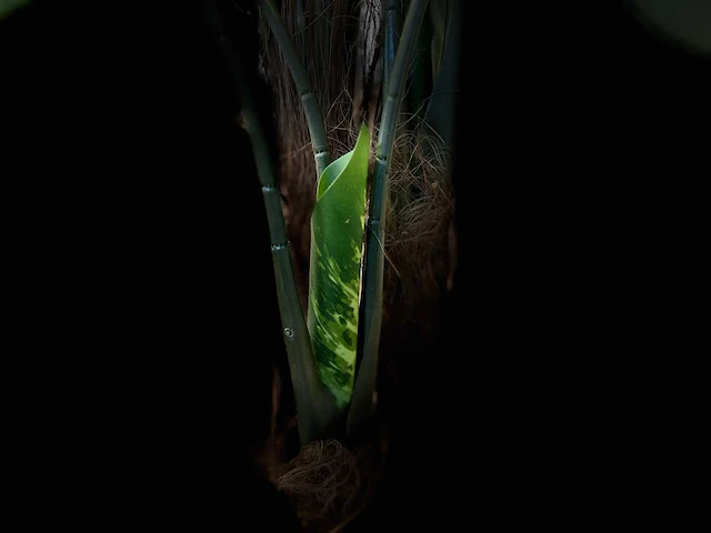 Royal pachira monsteria deliciosa kunstboom - afbeelding 3 van  14