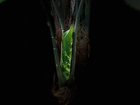 Royal pachira monsteria deliciosa kunstboom - afbeelding 3 van  14