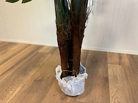 Royal pachira monsteria deliciosa kunstboom - afbeelding 5 van  14