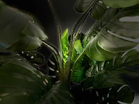 Royal pachira monsteria deliciosa kunstboom - afbeelding 13 van  14