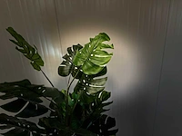 Royal pachira monsteria deliciosa kunstboom - afbeelding 14 van  14