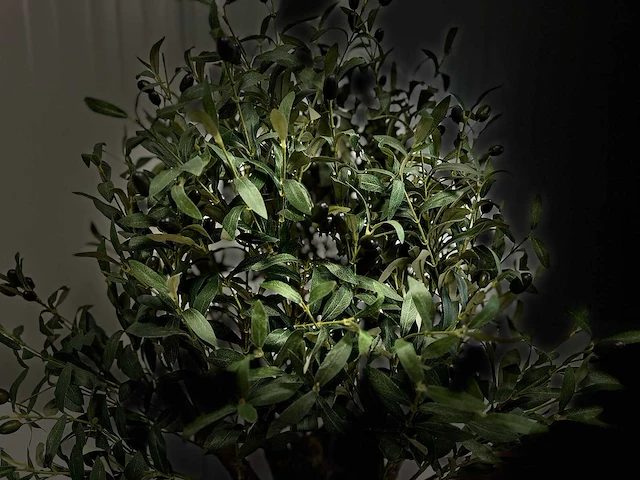 Royal pachira olijf boom kunstboom - afbeelding 3 van  13