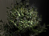 Royal pachira olijf boom kunstboom - afbeelding 3 van  13