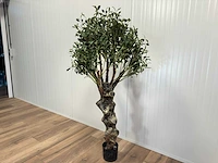 Royal pachira olijf boom kunstboom - afbeelding 6 van  13