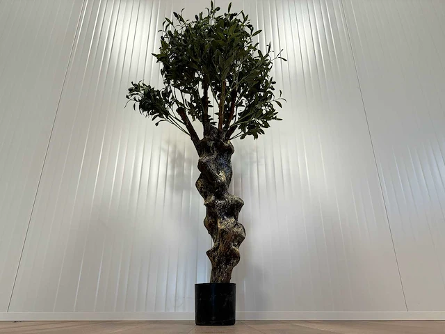 Royal pachira olijf boom kunstboom - afbeelding 8 van  13