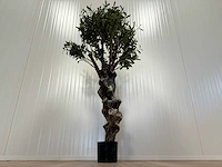 Royal pachira olijf boom kunstboom - afbeelding 8 van  13