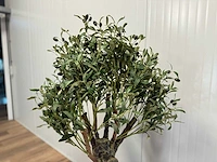 Royal pachira olijf boom kunstboom - afbeelding 9 van  13